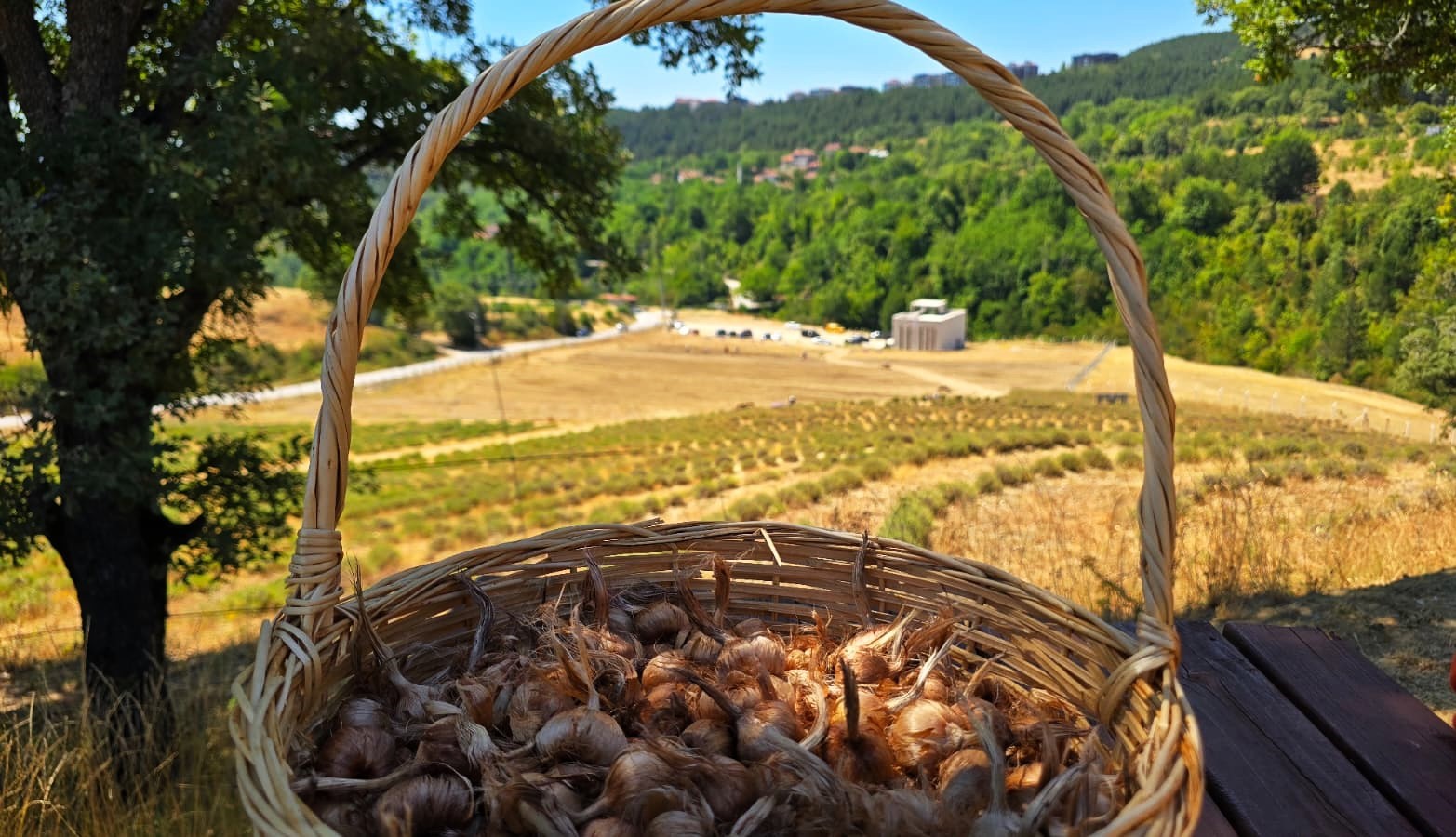 Dünyanın en pahallı baharatı Safran toprakla buluşuyor
