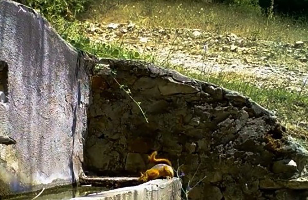 Fotokapana yakalanan sincap ve tilki g&ouml;renleri g&uuml;l&uuml;msetti
