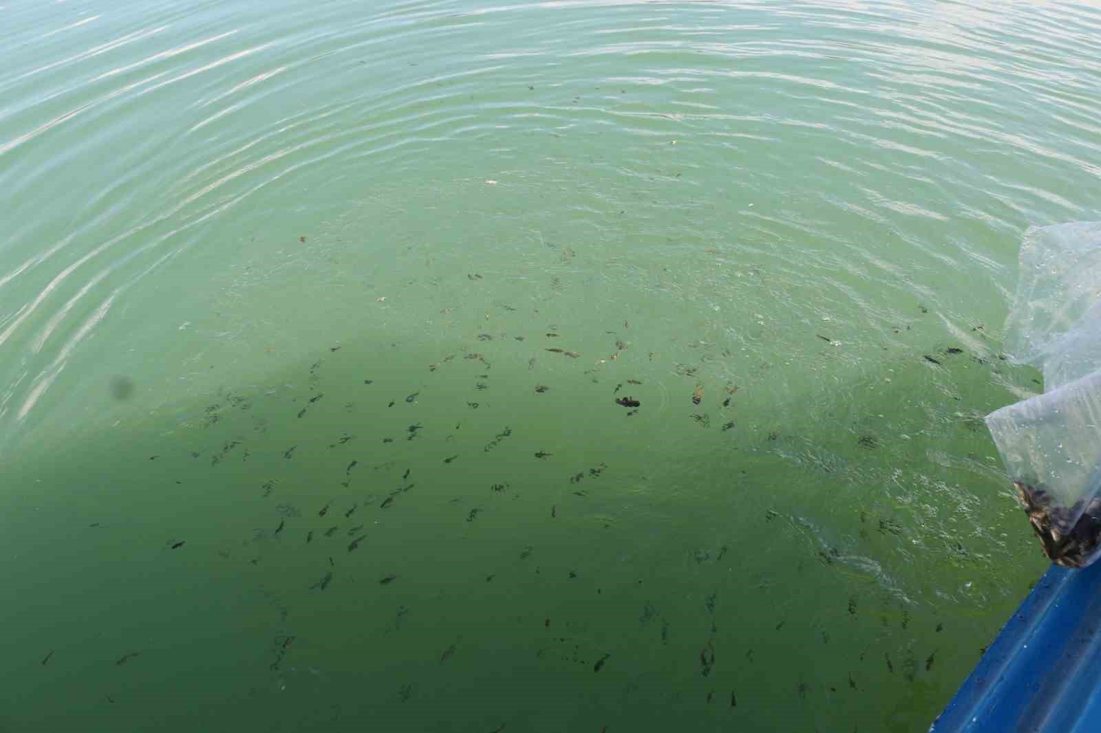Erzincan&rsquo;da G&ouml;yne Barajına 200 bin yavru sazan balığı bırakıldı
