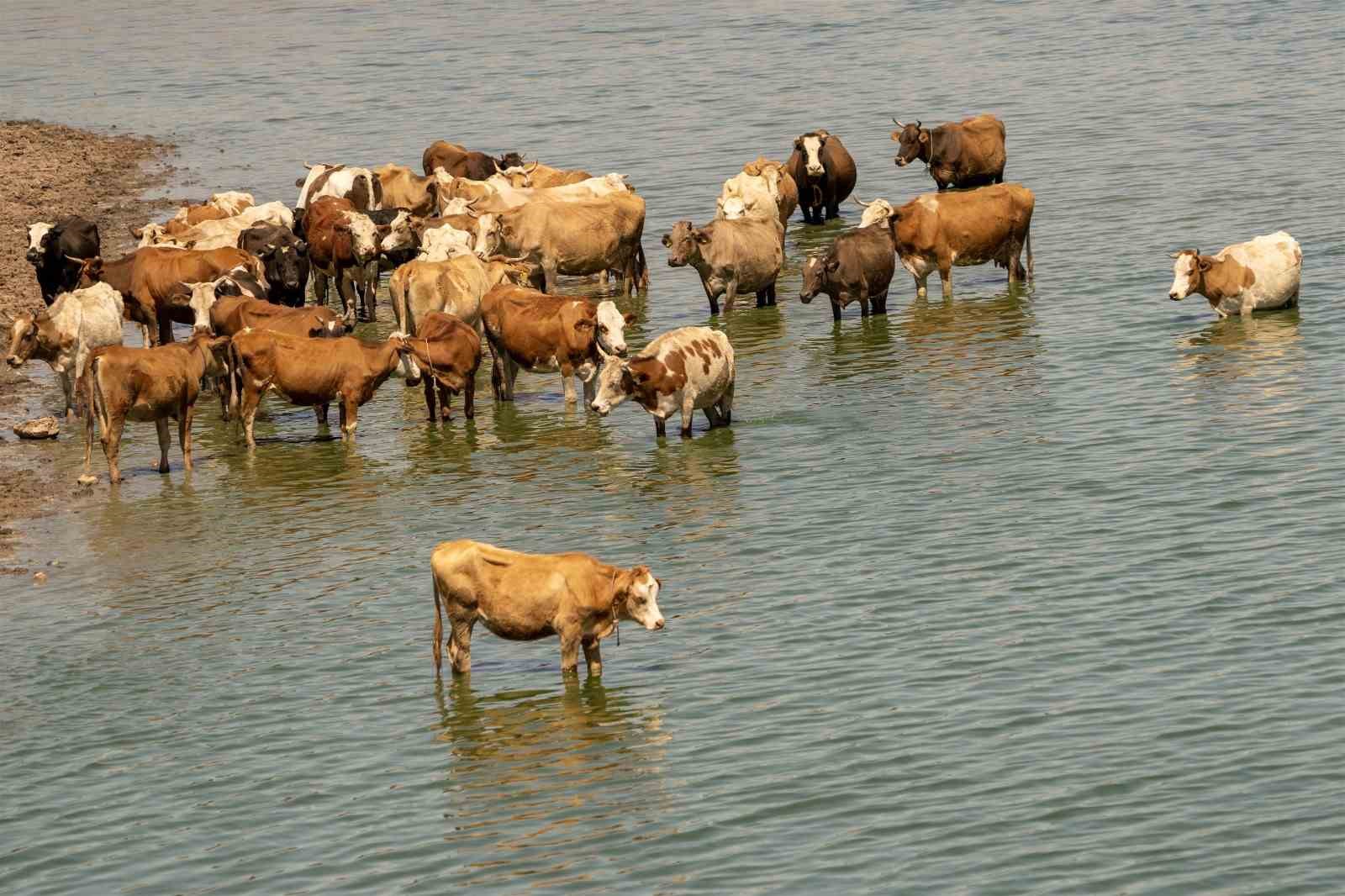 Diyarbakır’da sığır ve mandalar Kabaklı Gölü’nde serinliyor
