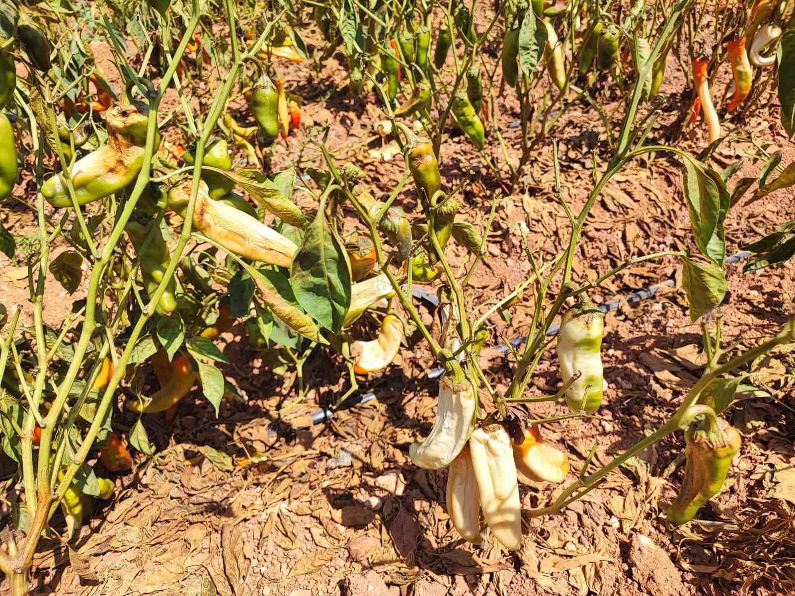 Aşırı sıcaklar tarladaki biberi yaktı
