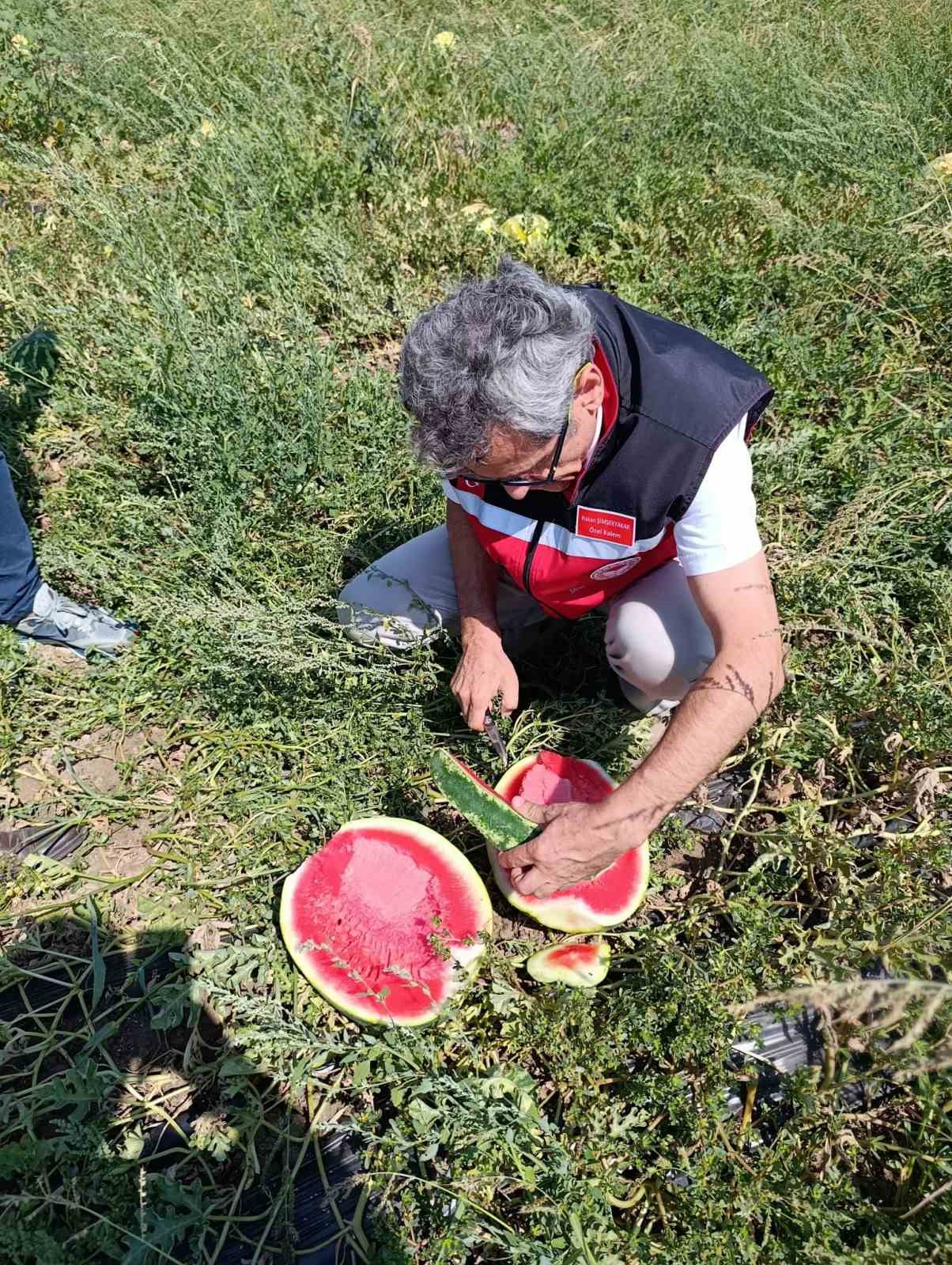 Tekirdağ’da karpuz üretimine yakından takip
