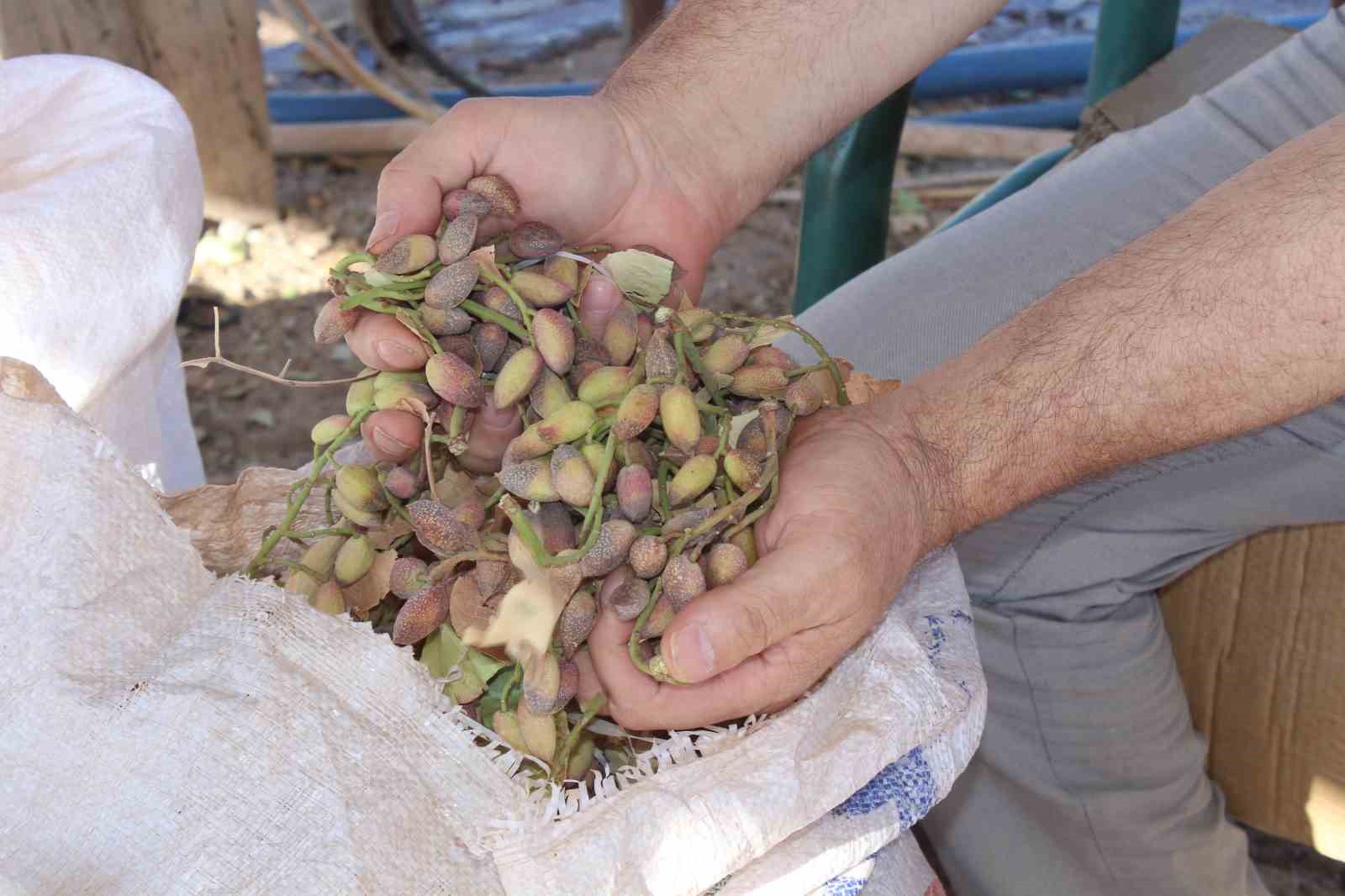 Aşırı sıcaklar Siirt fıstığını vurdu; rekoltede yüzde 80 kayıp bekleniyor
