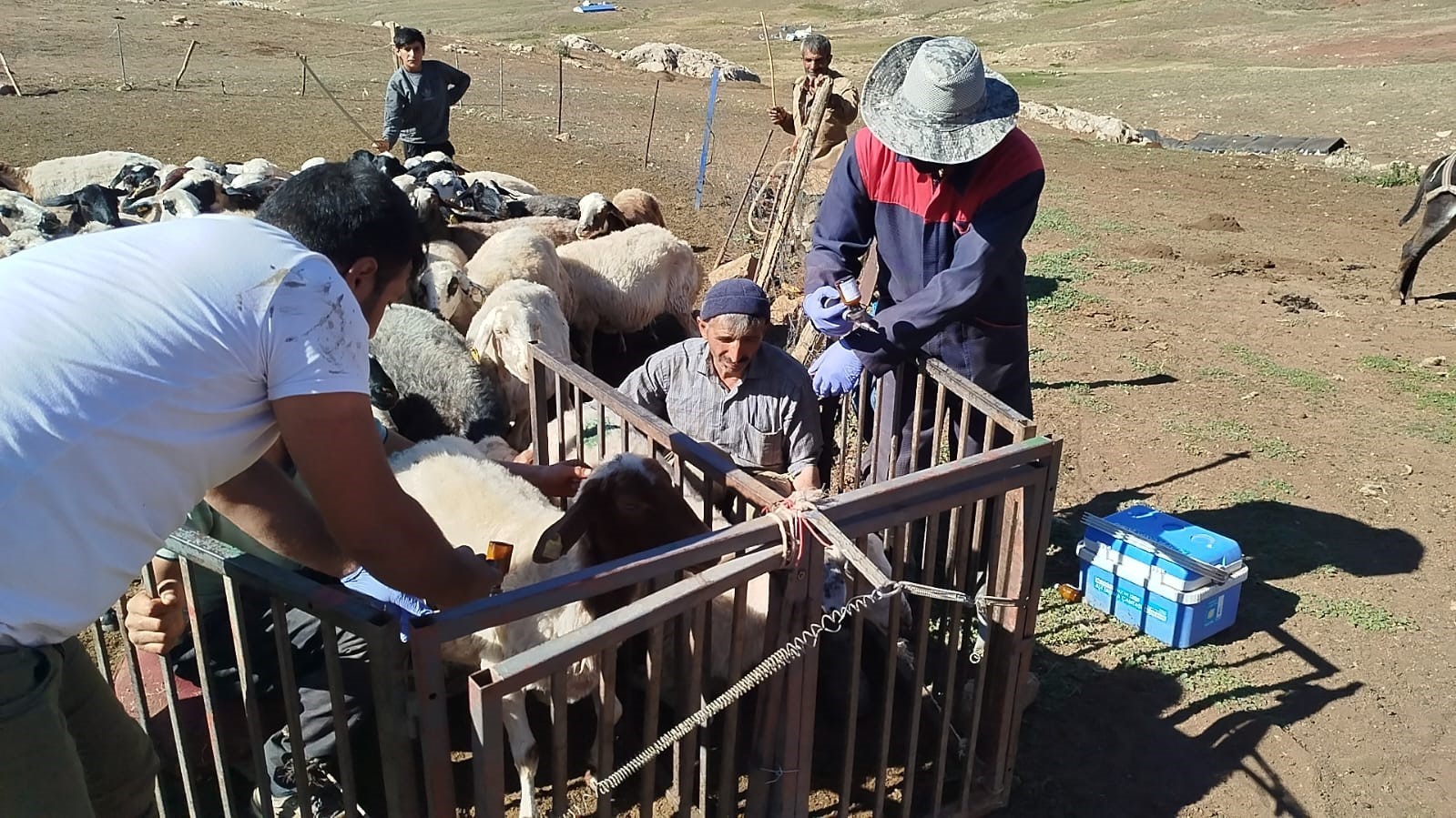 Erzincan’da yayladaki hayvanlara şap aşısı vuruldu

