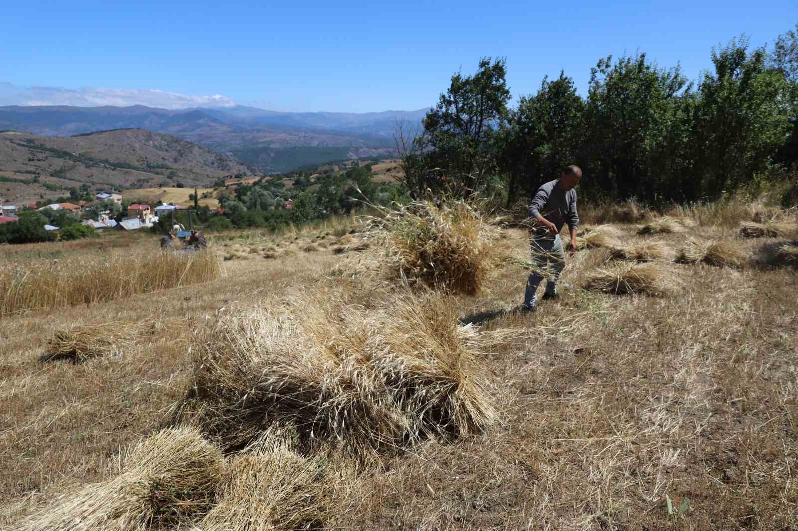 Ordu’da ‘alım garantili’ siyez buğdayında üretim bin 500 kat arttı
