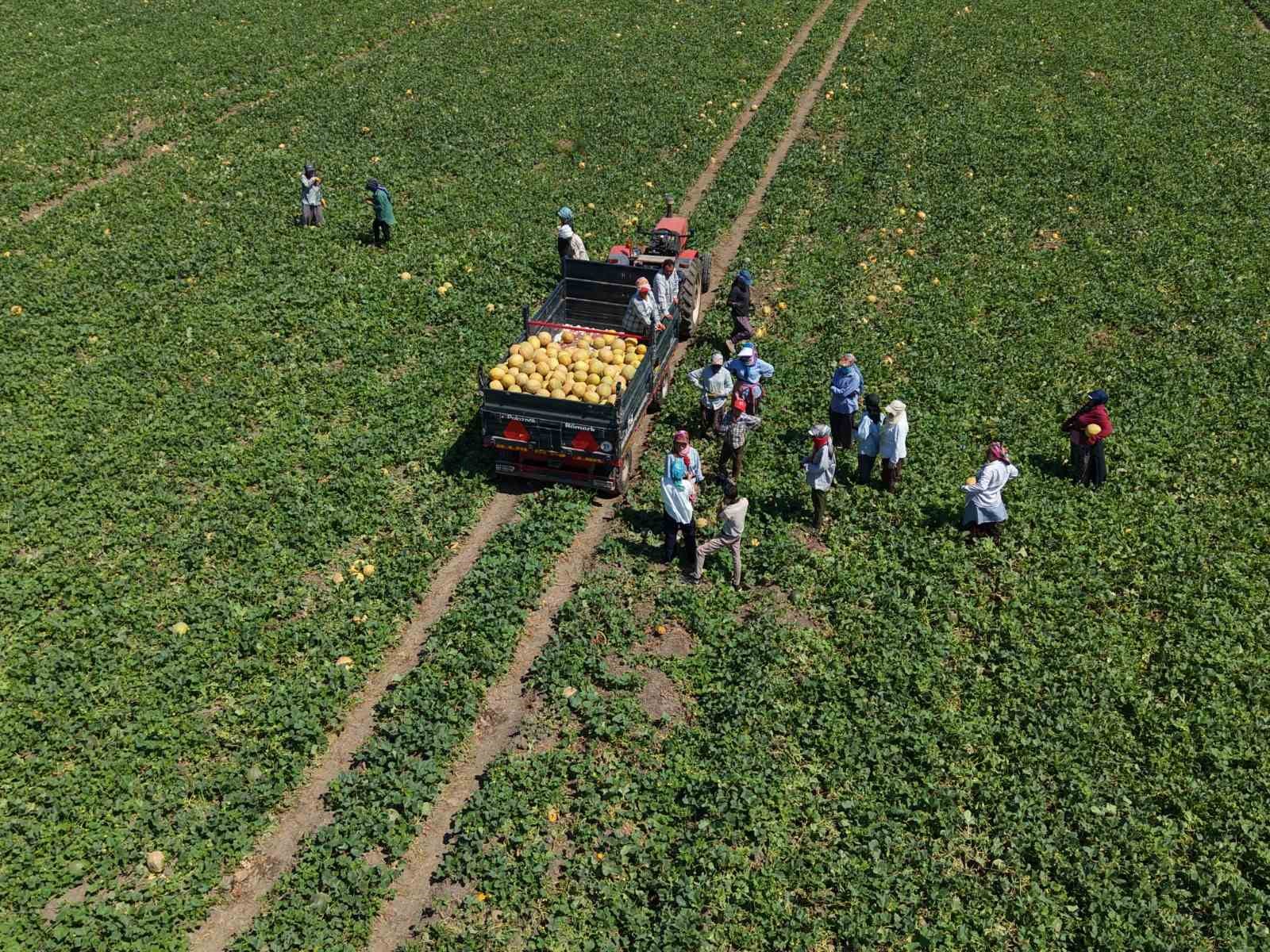 Kadın işçiler ekmek parasını topraktan çıkarıyor
