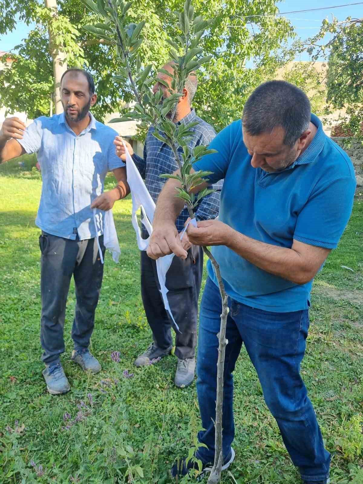 Kars&rsquo;ta meyve ağa&ccedil;ları aşılanıyor
