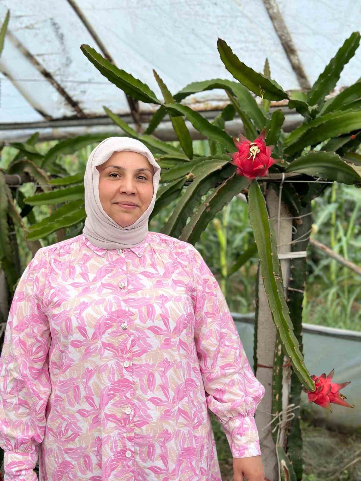 Ejder meyvesi hasadı yüzleri güldürdü
