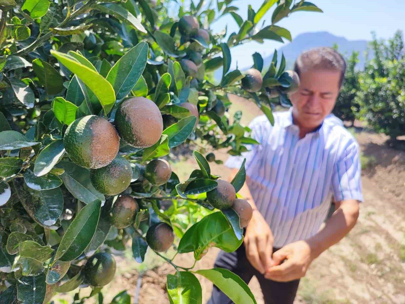 Sıcağın yaktığı narenciyelerde ‘Akdeniz Meyve Sineği’ uyarısı
