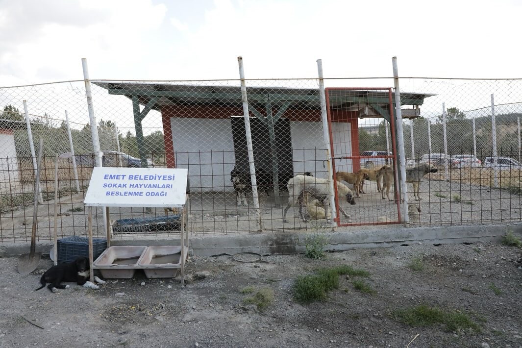 Kütahya Valisi Işın, "Sahipsiz hayvanlara yönelik hizmetler toplumsal duyarlılığın bir göstergesidir"
