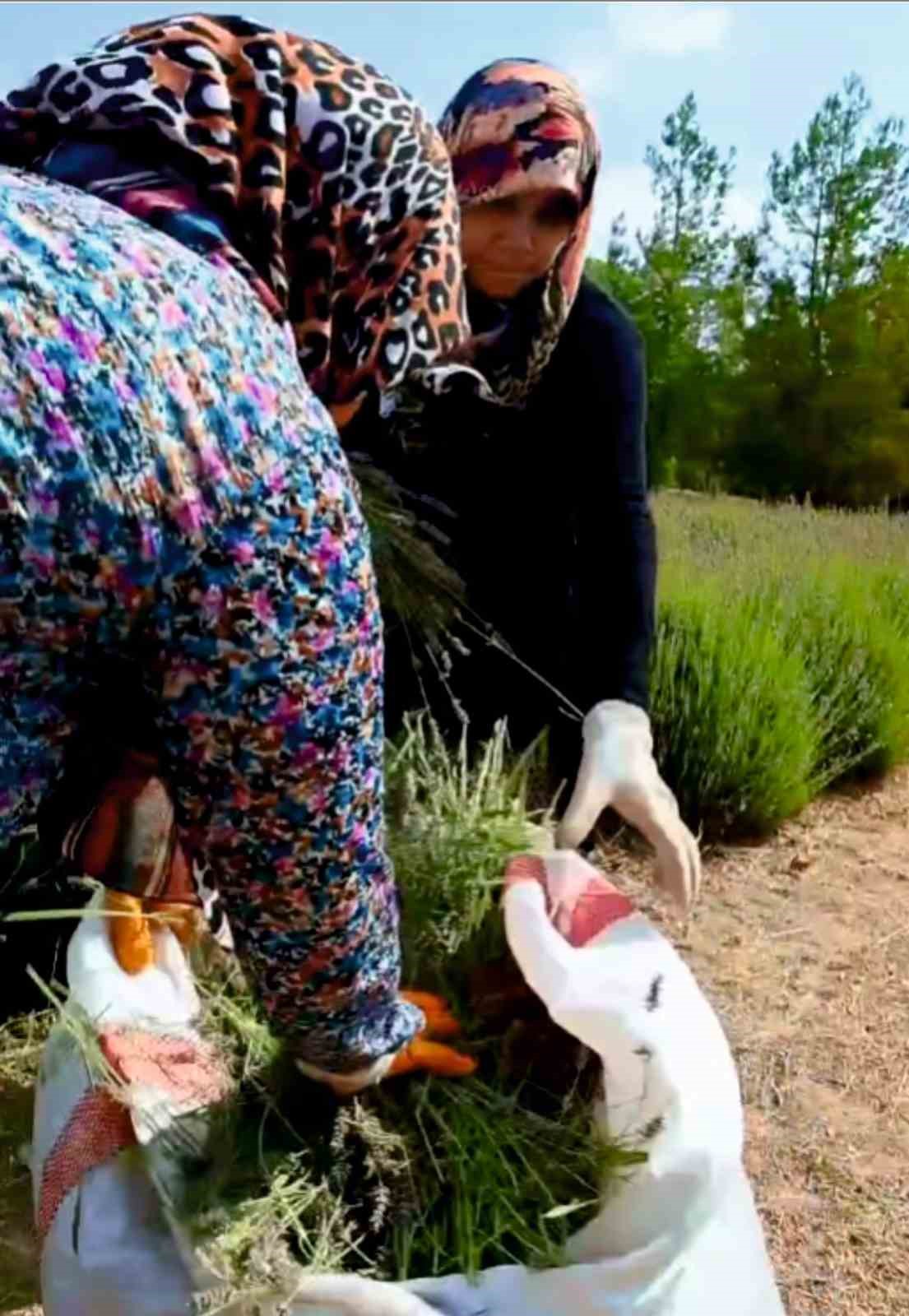 Gediz&rsquo;de lavanta hasadı başladı
