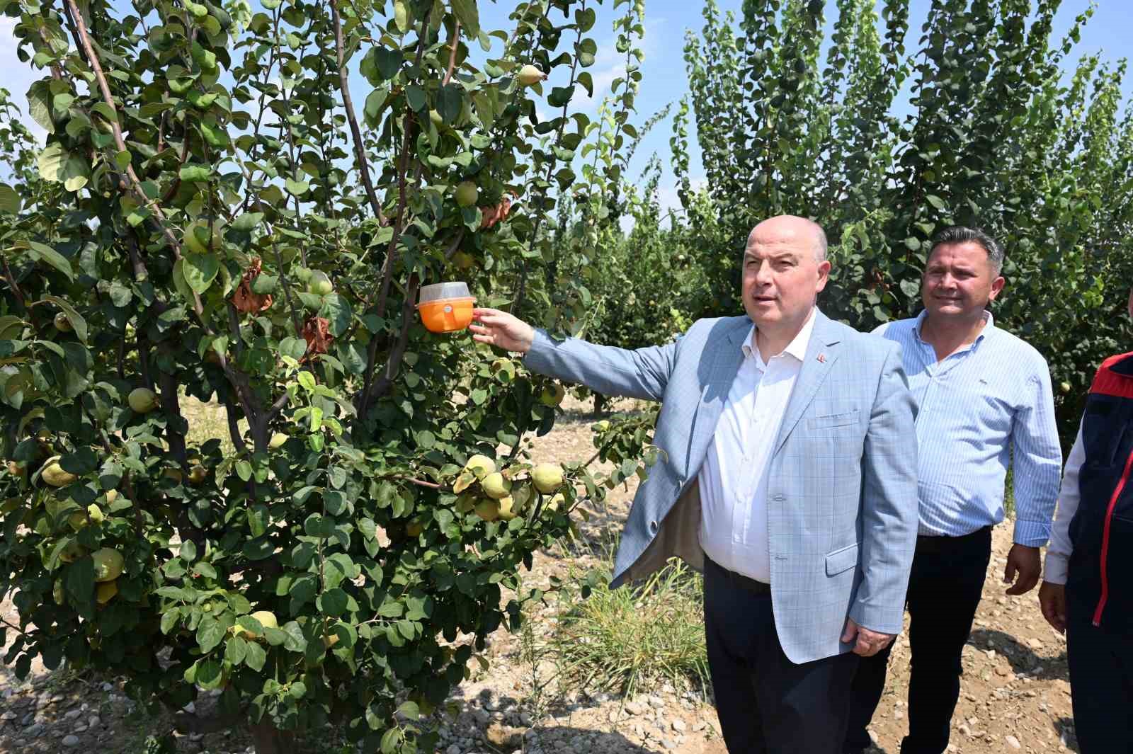 Ayva üretiminde kalıntısız tarım için üreticilere tuzak dağıtıldı
