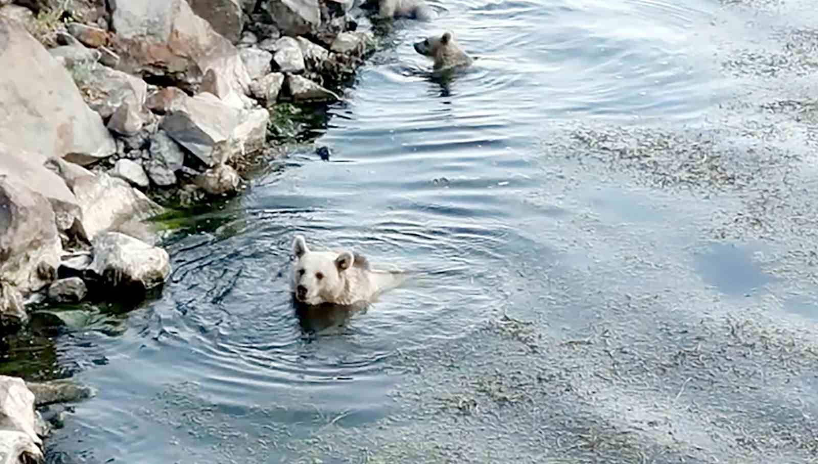 Sıcaktan bunalan ayılar kendilerini Nemrut’un serin sularına attı
