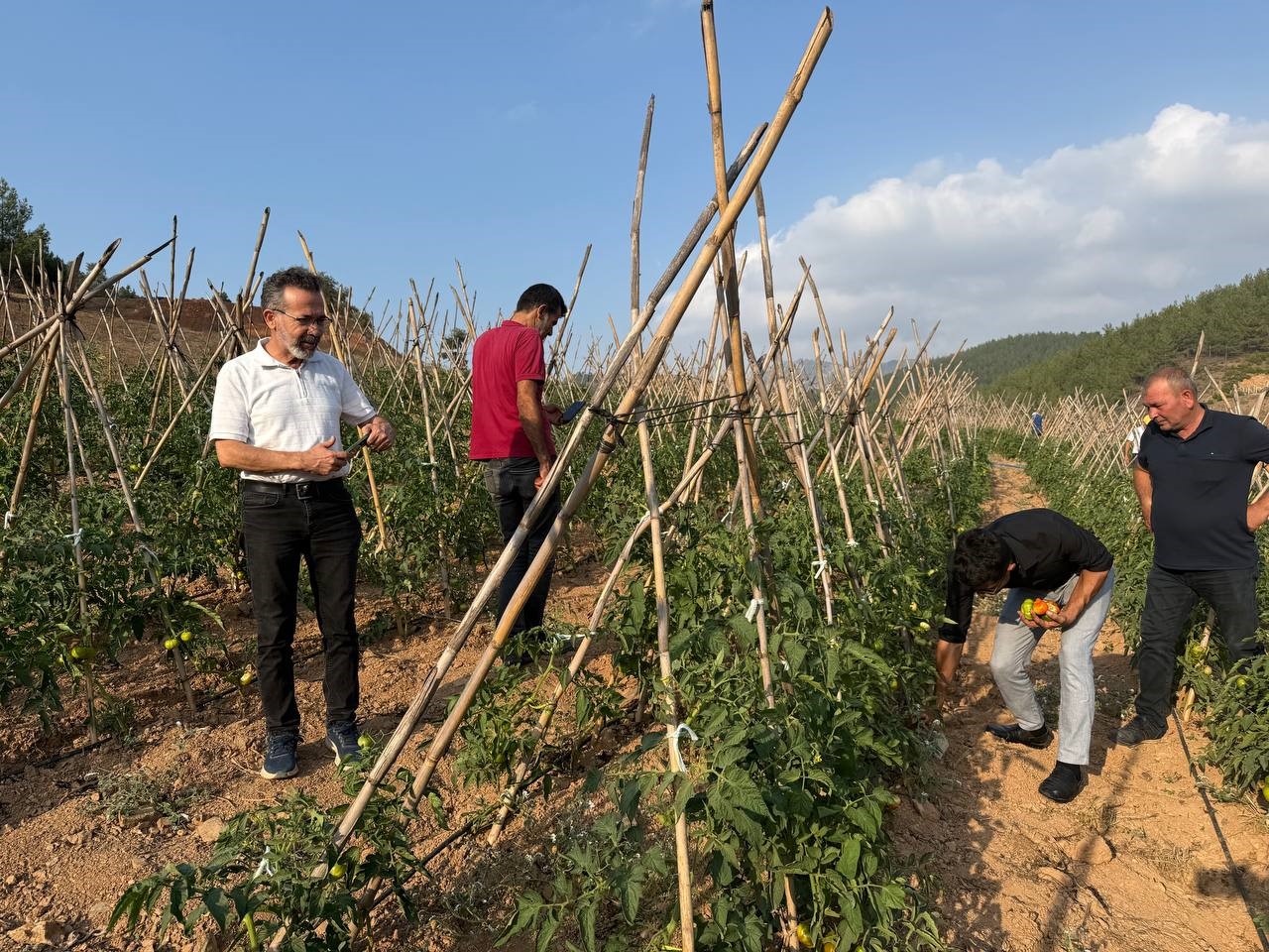Adana’da atıl araziler domates üretim merkezi oldu

