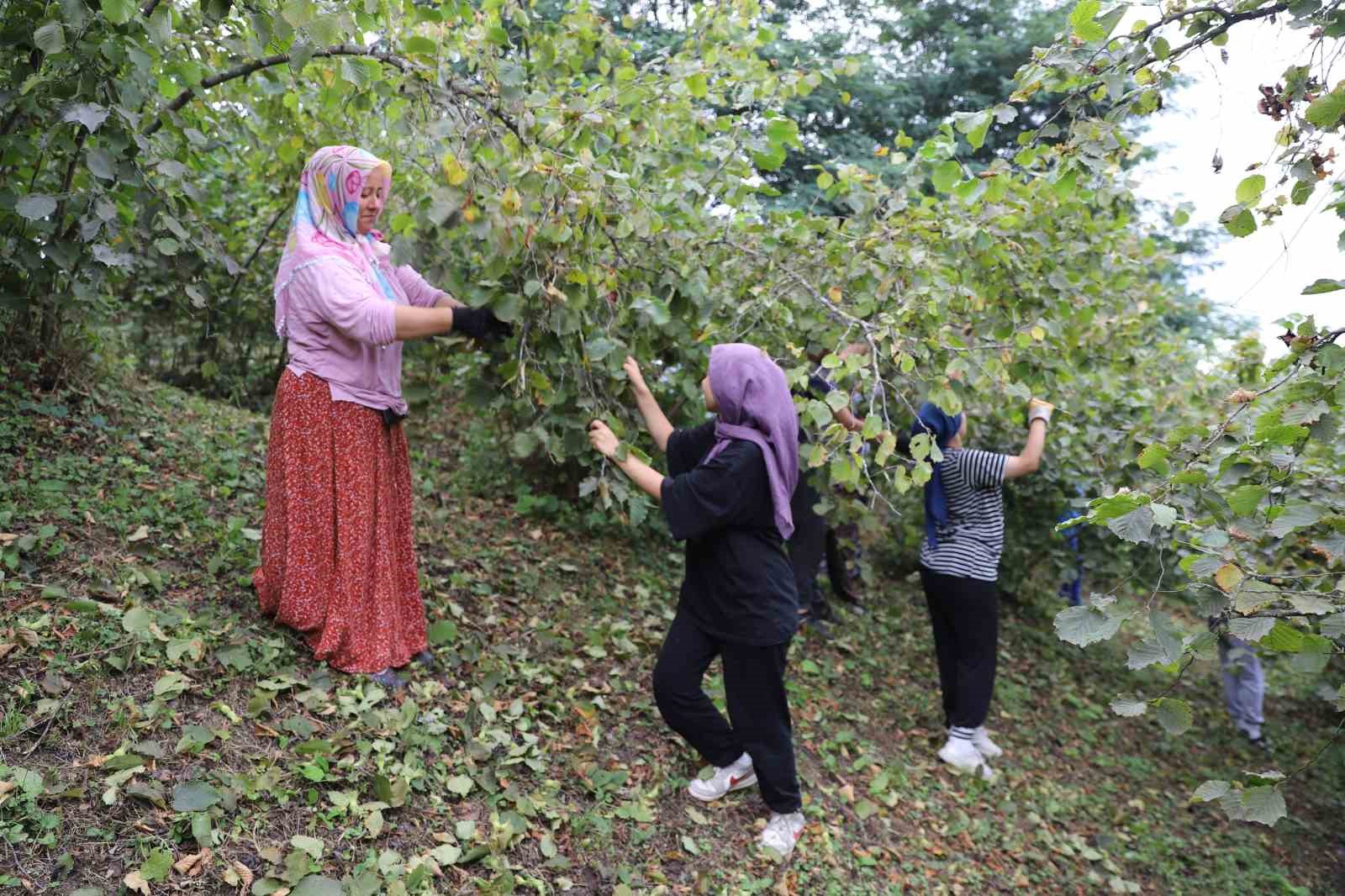 ‘Fındık Dalda, Aklın İşçide Kalmasın’ projesi, işçi ve üreticileri memnun ediyor
