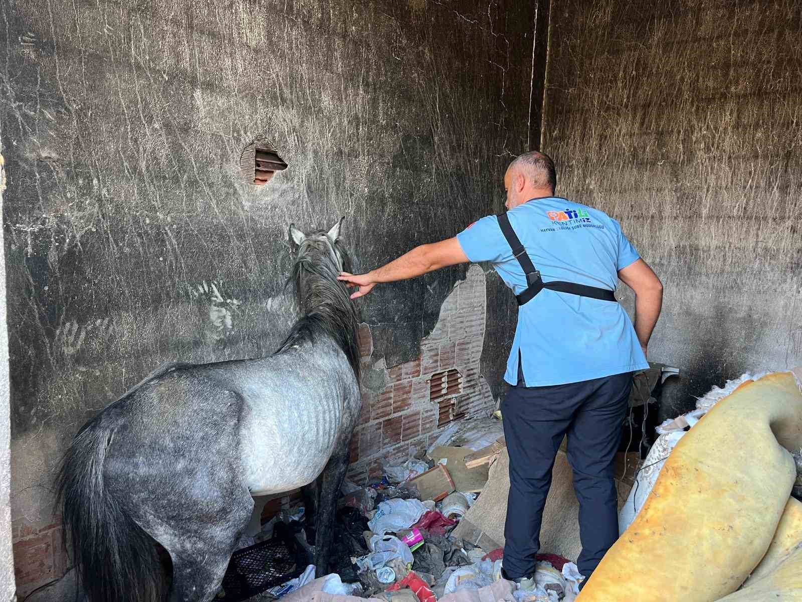 Buca&rsquo;daki haralara terk edilen sahipsiz atlar kurtarıldı
