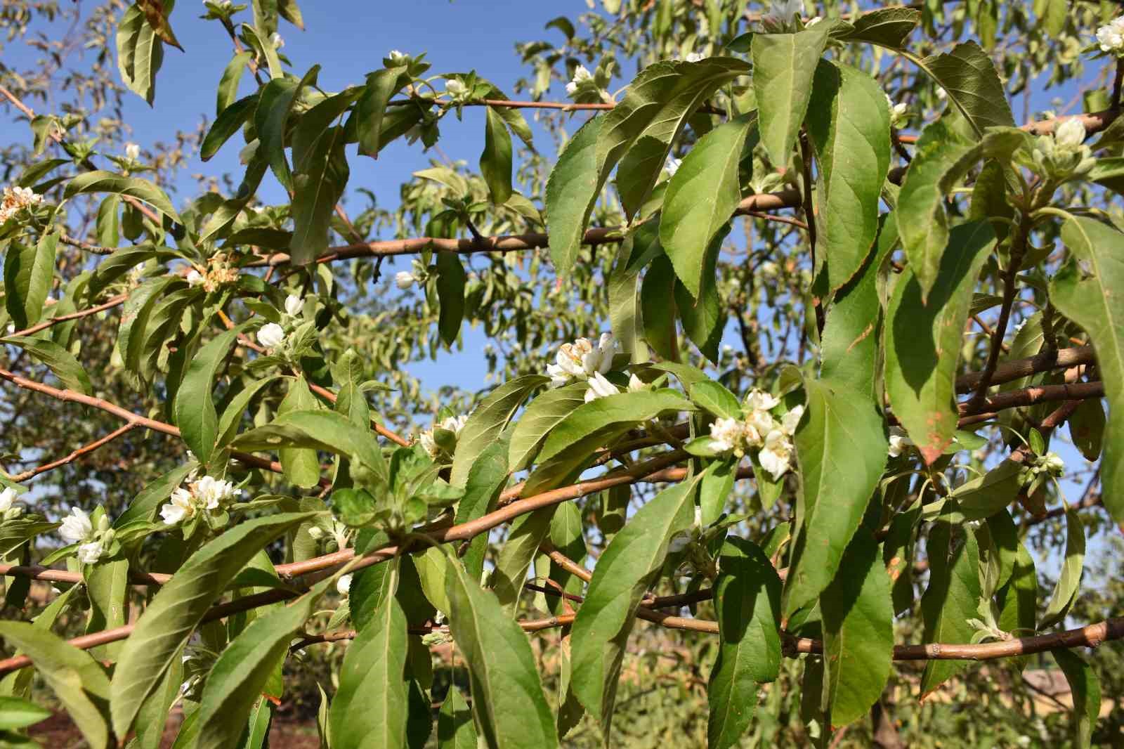Şanlıurfa’da elma ağaçları ağustos ayında çiçek açtı
