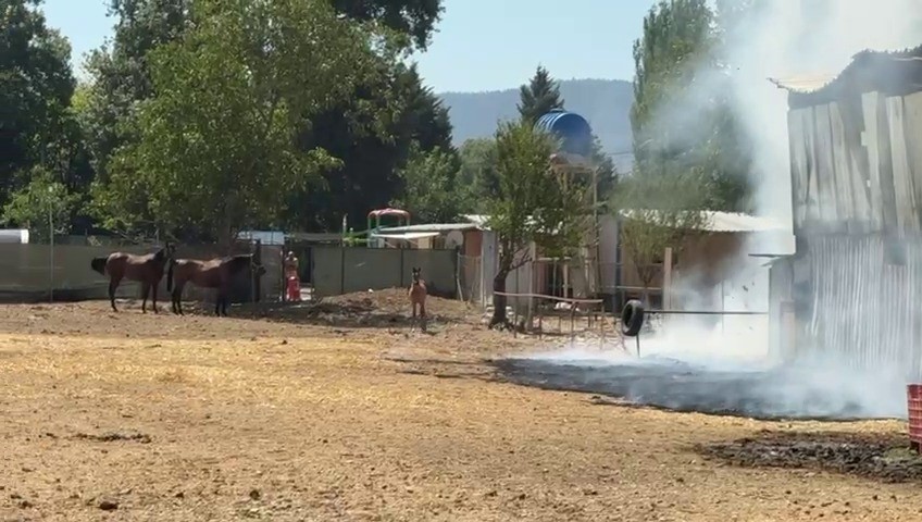 Bursa&rsquo;da hayvan damı yandı: 1 at, 2 ke&ccedil;i telef oldu
