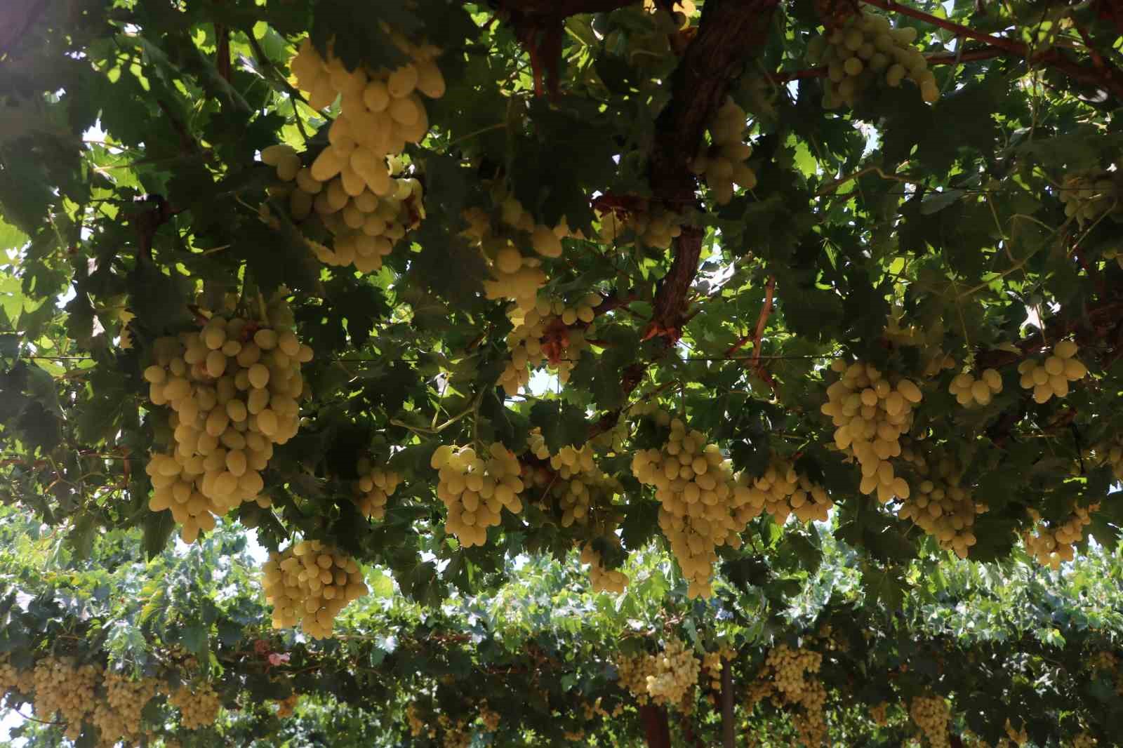 85 bin ton rekoltenin beklendiği üzümde bağ bozumu başladı
