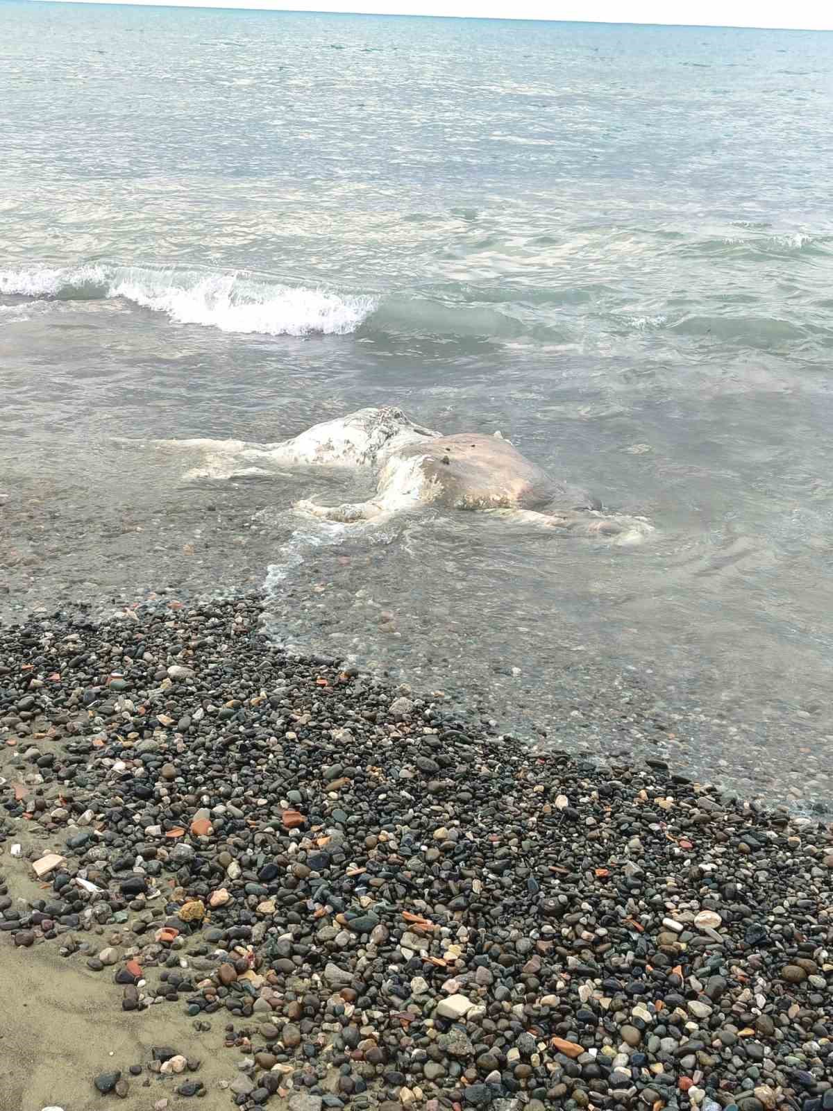 Denizden telef olmuş angus &ccedil;ıktı
