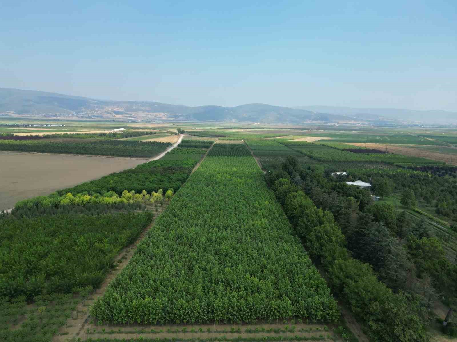 Türkiye’nin süs bitki ihtiyacının yüzde 60’ını karşılayan Kestel, gövde gösterisine hazırlanıyor
