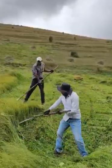 Ardahanlı çiftçilerin tırpanlarla zorlu ot biçme mesaisi