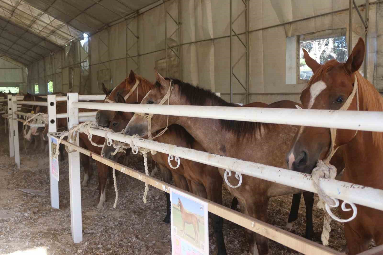 58 tay 25 milyon liraya satıldı
