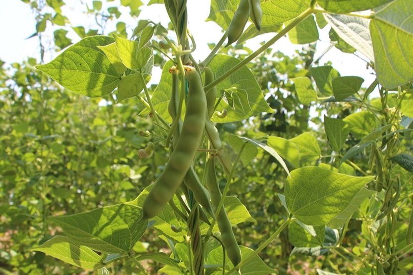 Tescilli Pazaryeri boncuk fasulyesinde hasat sezonu başladı
