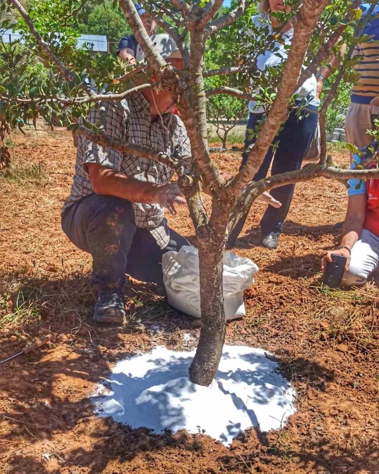 Muğla’da sakız hasadı başladı

