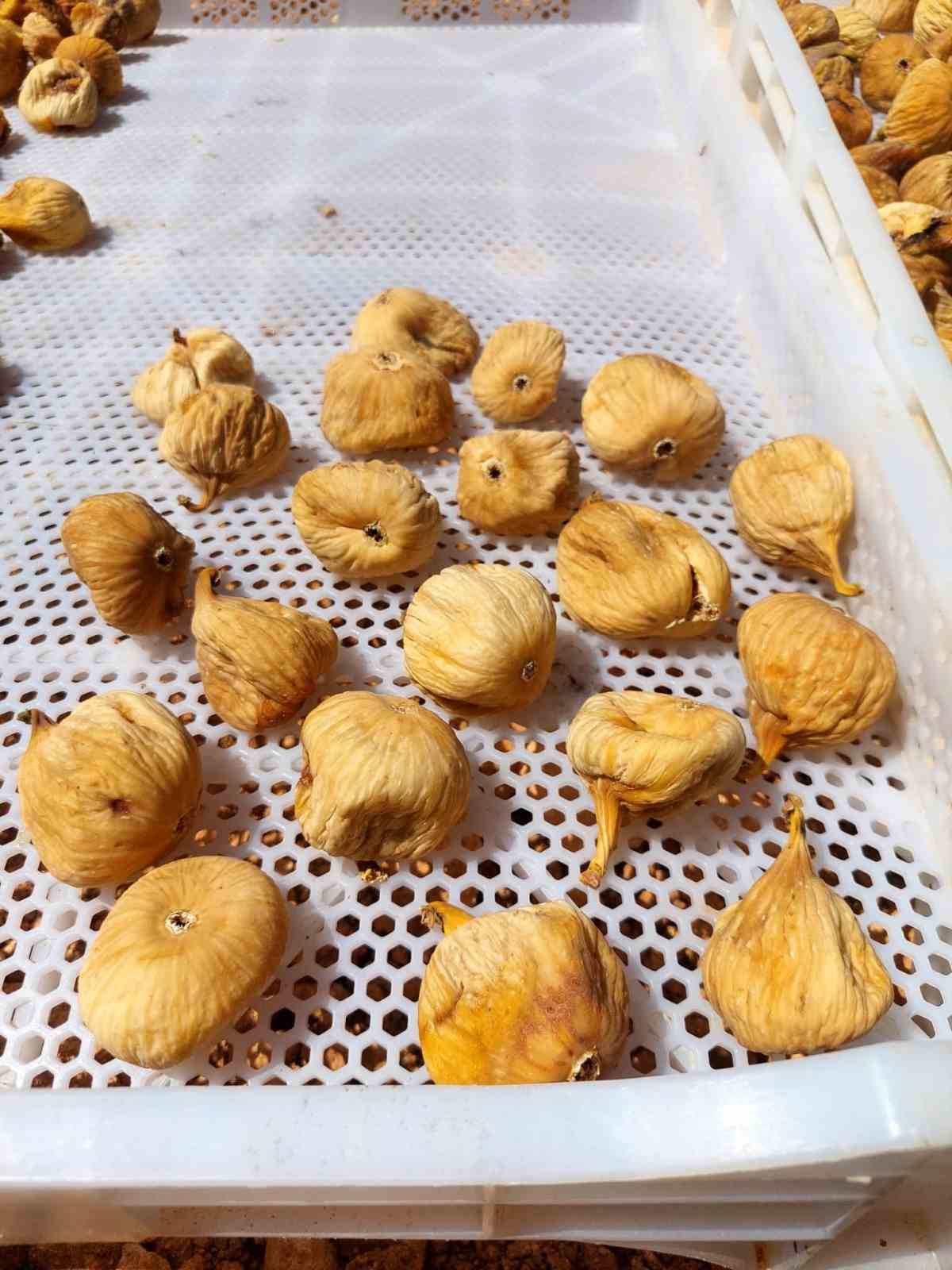 Kuru incir üretiminde aflatoksinle mücadele için üreticilere 19 bin kerevet dağıtıldı
