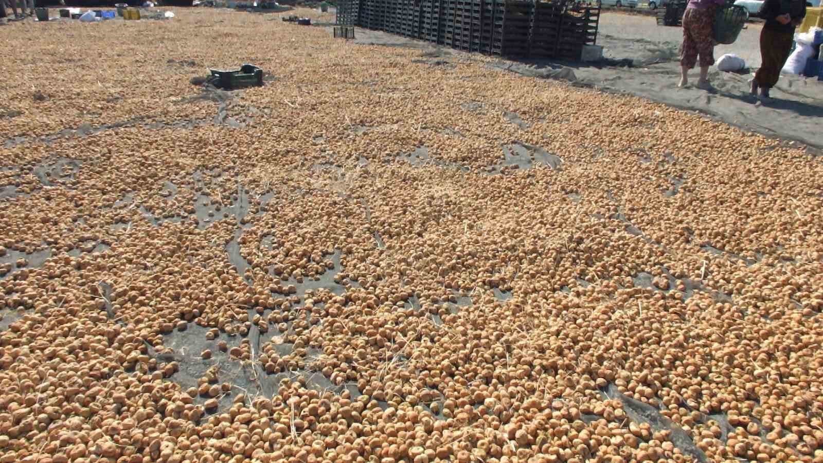 Balıkesir’ de Havran ilçesi incir de Aydın’a rakip oldu
