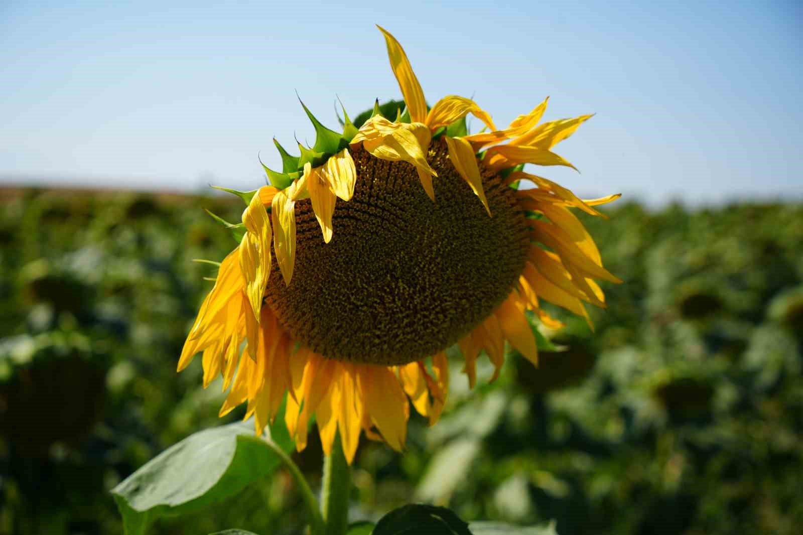Edirne’de sağanak yağış ekili ürünlere can suyu oldu