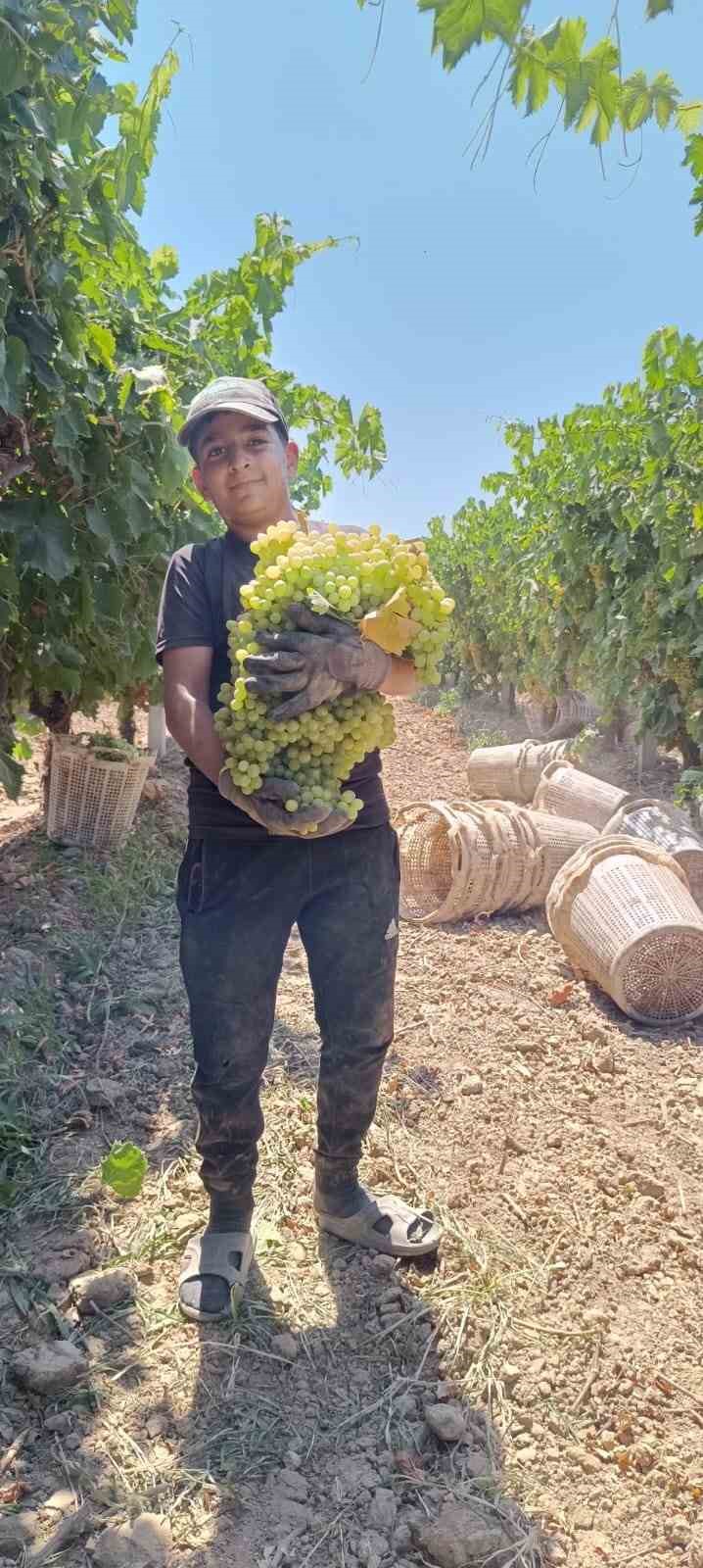 Manisa’da 7 kilo 250 gramlık üzüm salkımı
