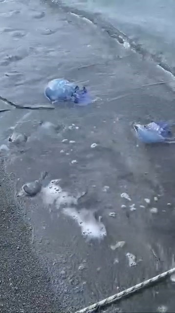 Mavi denizanaları Gemlik sahilini sardı
