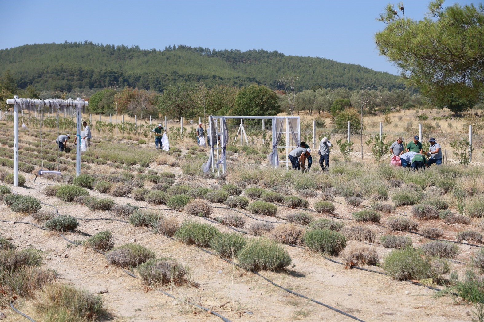 Yunusemre’de lavanta hasadı başladı
