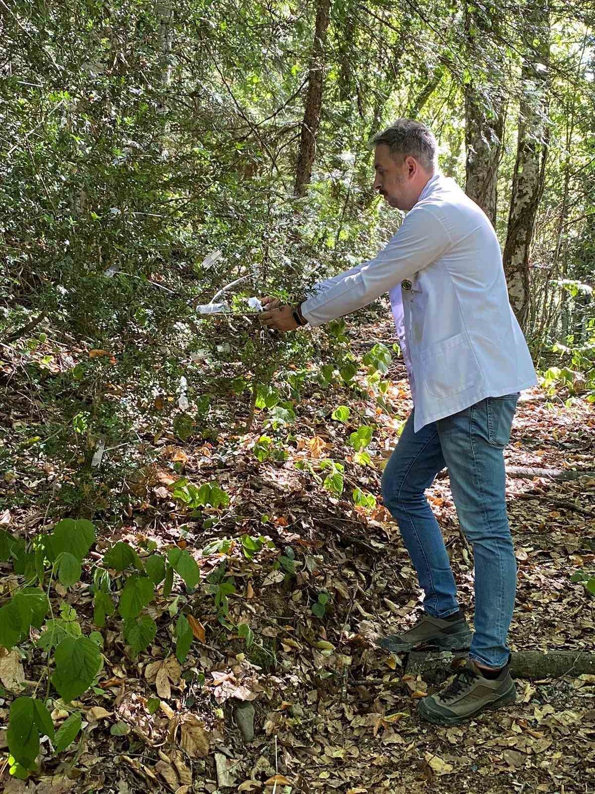 Şimşir Güvesine karşı biyolojik mücadele: 5 bin faydalı böcek salındı
