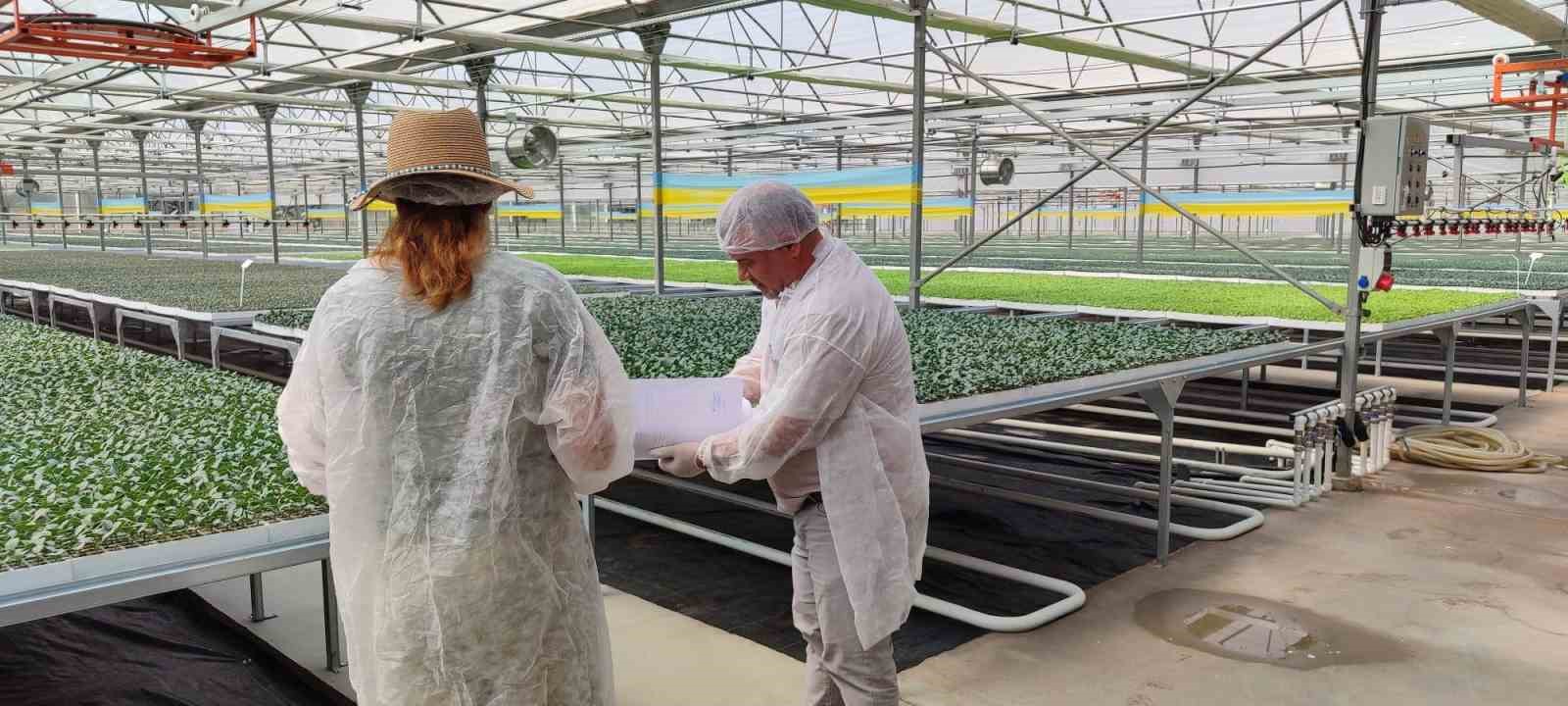 Salihli’de kışlık fideler kontrolden geçiyor
