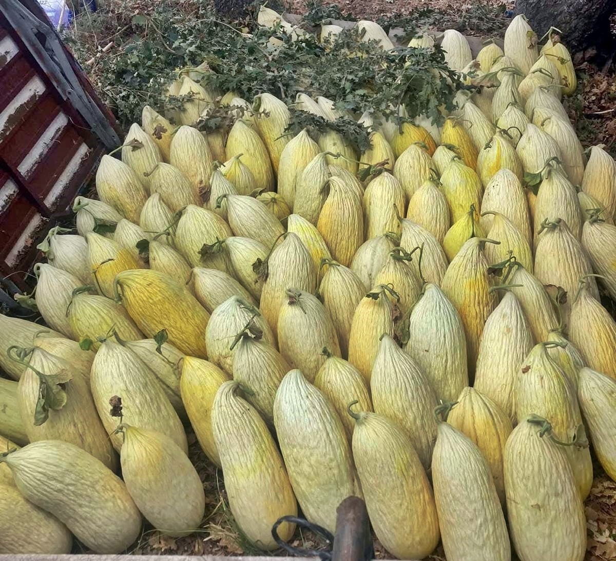 Doğal Emet Göncek köyü kavunu için 35 çiftçiye eğitim
