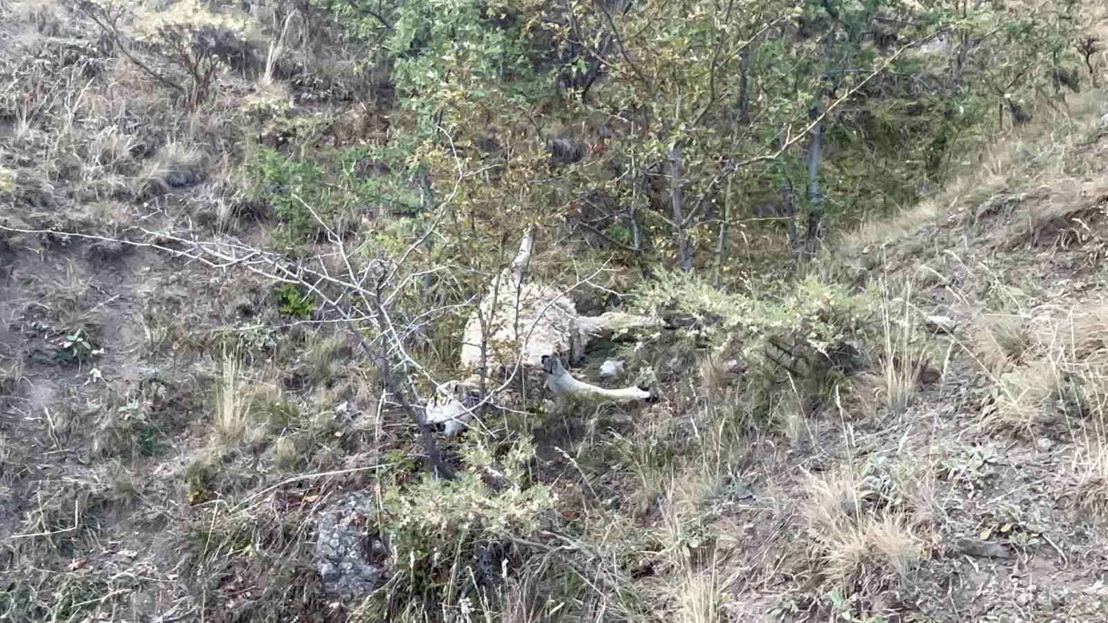 Erzincan&rsquo;da koyun s&uuml;r&uuml;s&uuml; ayı ve kurtların saldırısına uğradı
