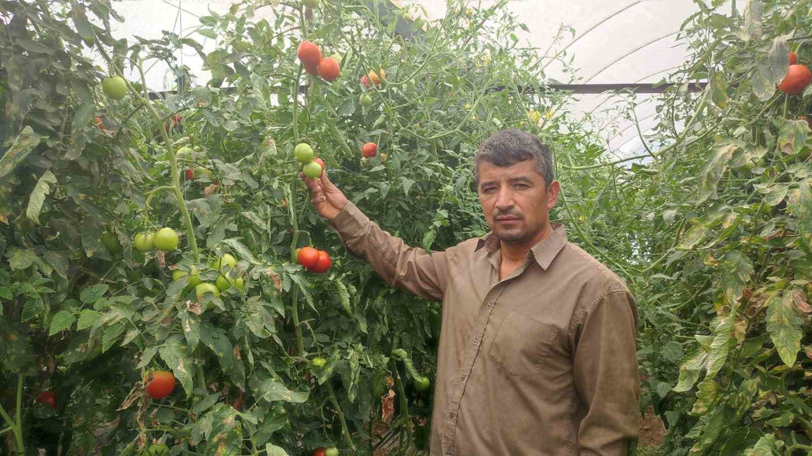 Dekarda 17 ton domates üreten çiftçinin yüzü güldü
