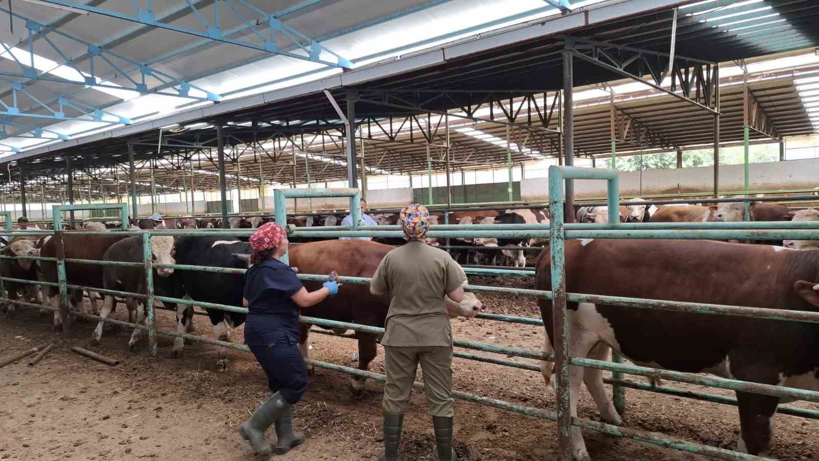 Afyonkarahisar’da şap hastalığı ile mücadele sürüyor
