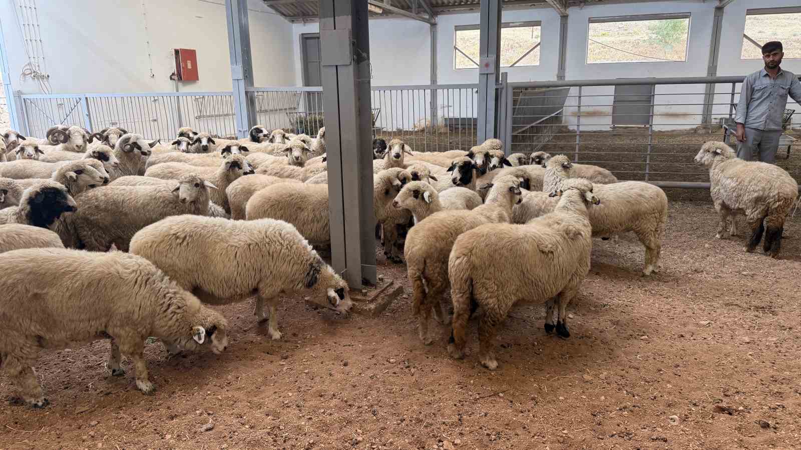 Tescilli Karayaka kuzusu &uuml;niversiteli oldu
