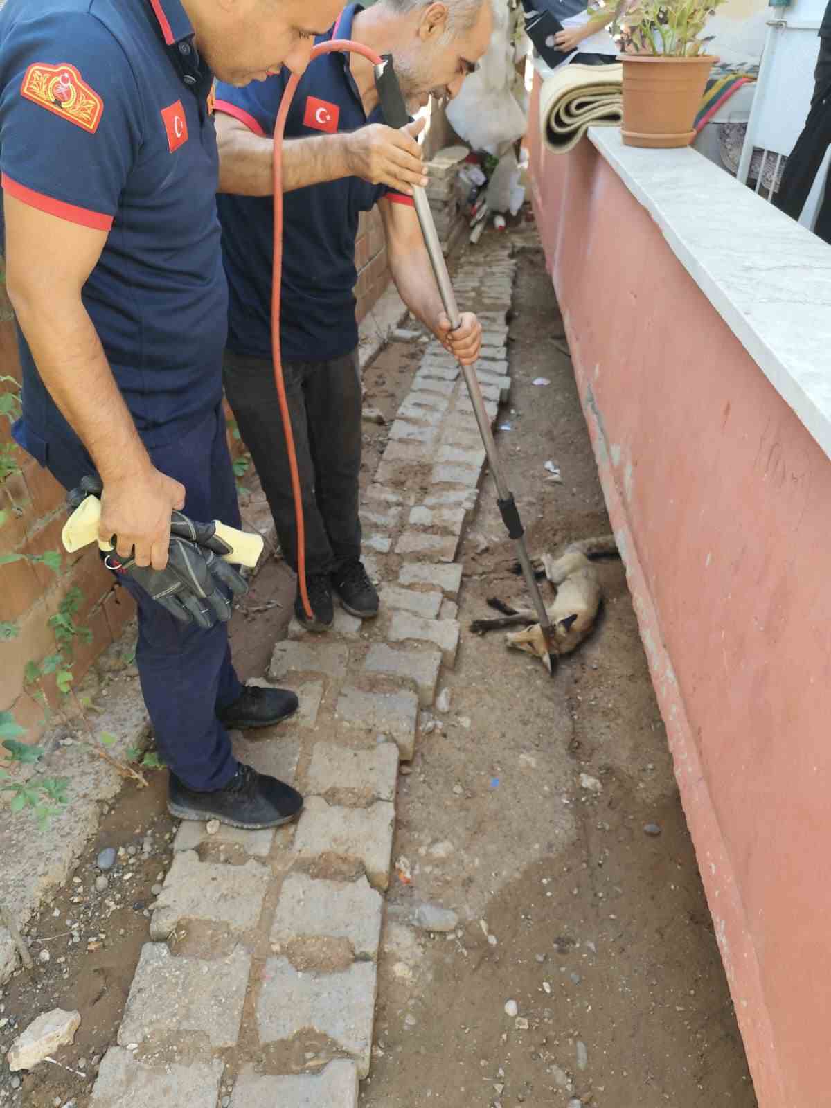 Siirt’te tilki evin bahçesine girdi
