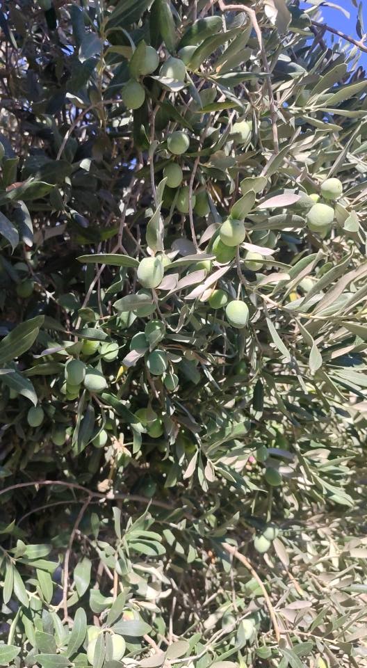 Zeytin bahçelerinde zararlı kontrolleri yapıldı
