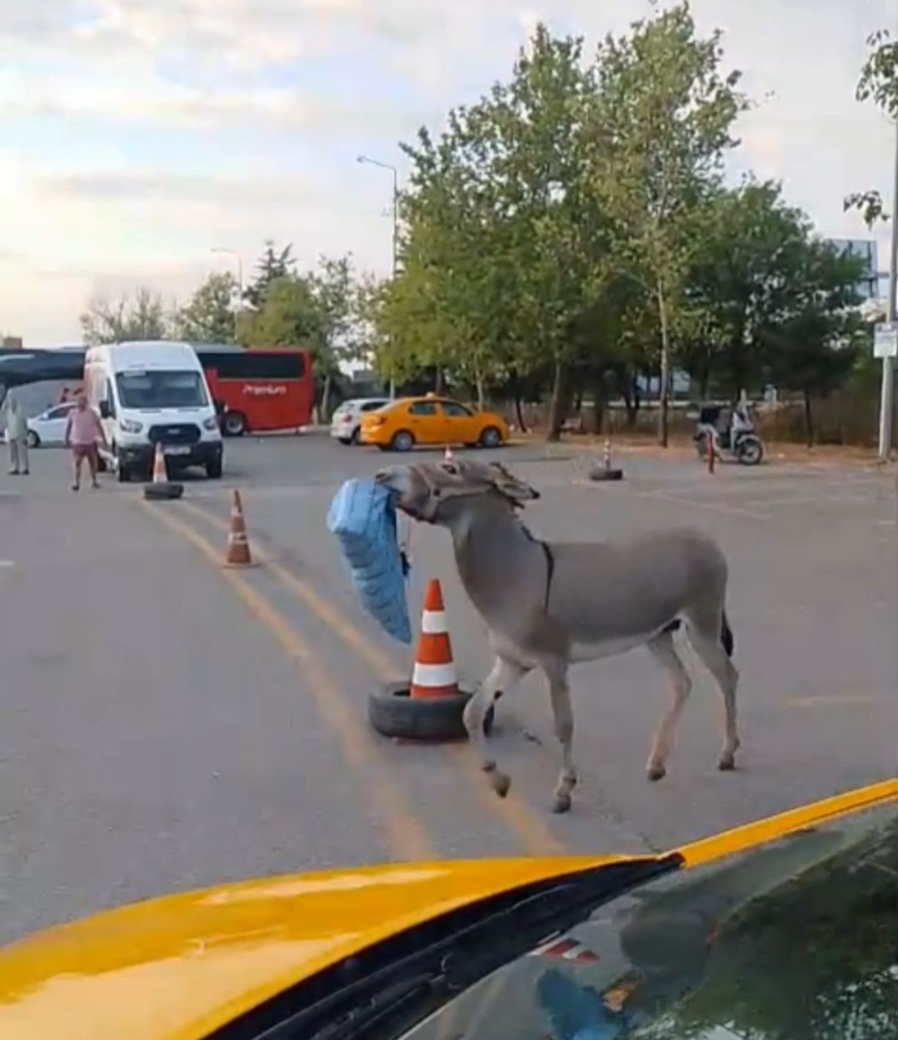Edirne Otogarı&rsquo;nda ilgin&ccedil; anlar: Eşek bu kez otob&uuml;s şof&ouml;r&uuml;n&uuml;n yastığını &ccedil;aldı
