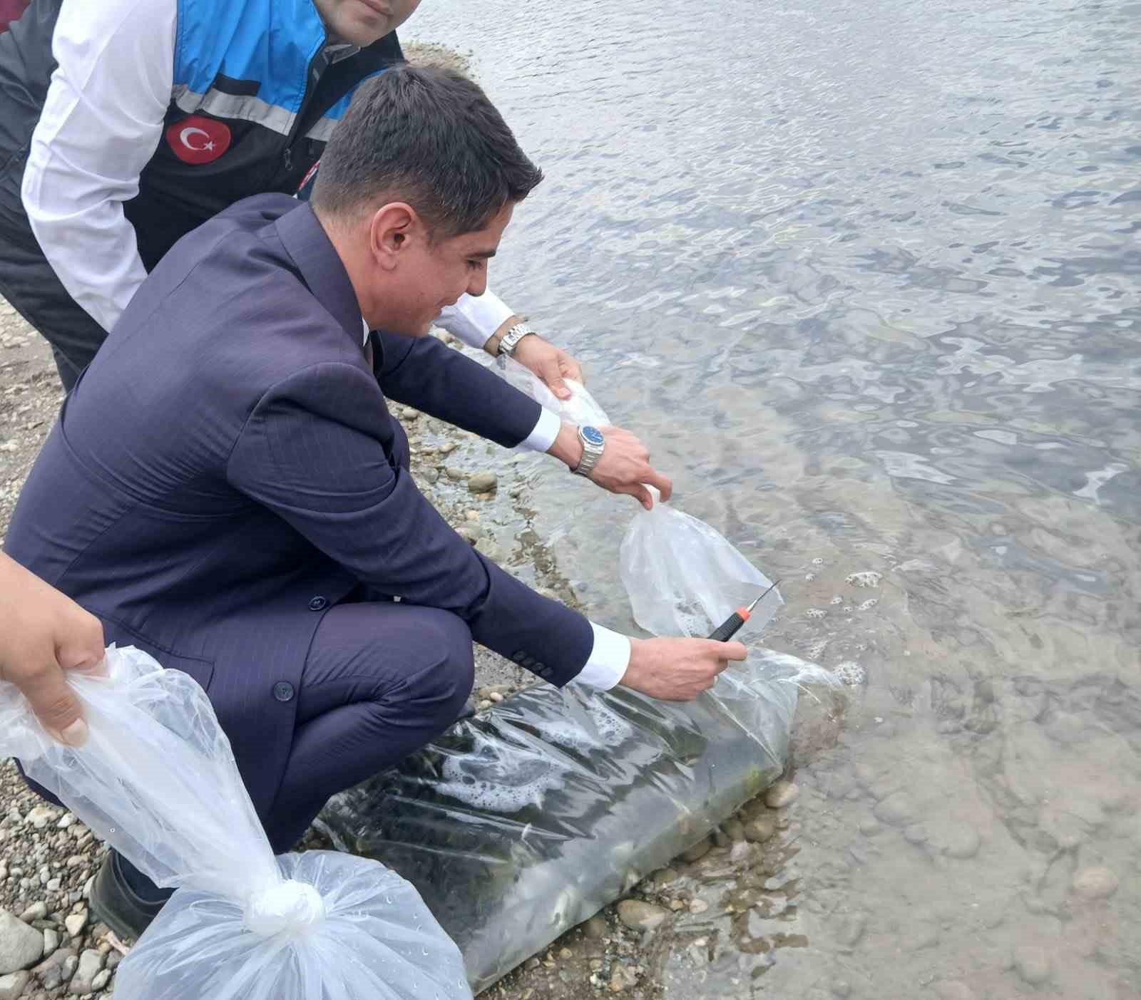 Uluk&ouml;y Barajı&rsquo;na 25 bin aynalı sazan bırakıldı
