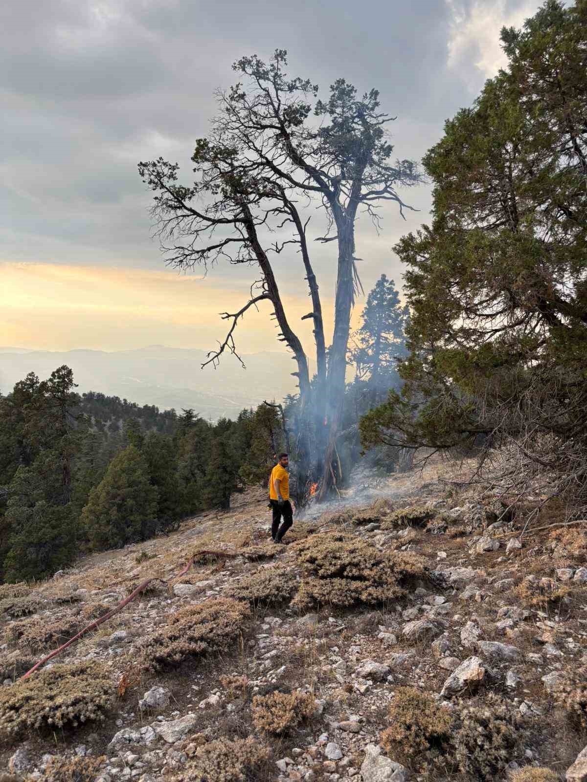 Ağaca d&uuml;şen yıldırım yangına neden oldu
