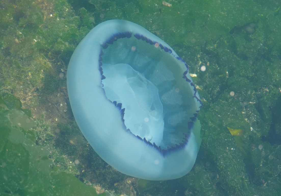 Müsilaj bitti bu kez denizanası kabusu başladı