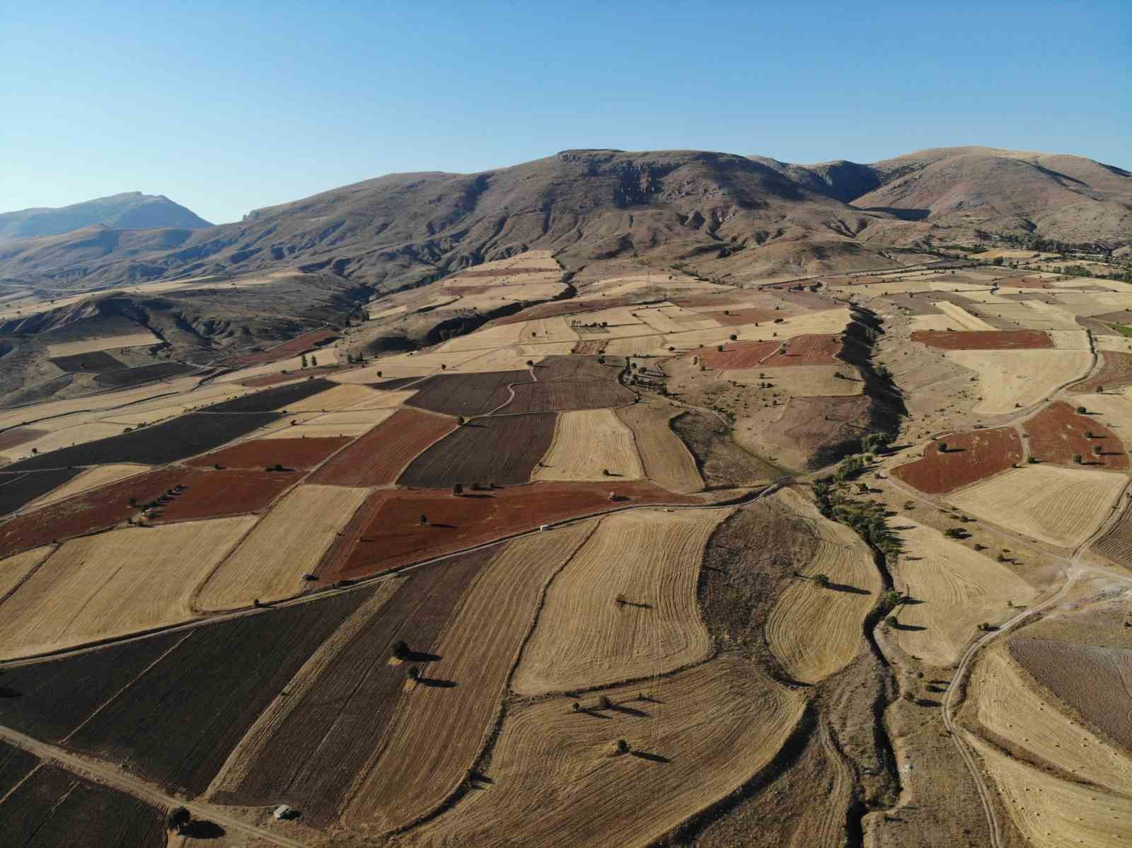 Gümüşhane’de karabuğday hasadı başladı
