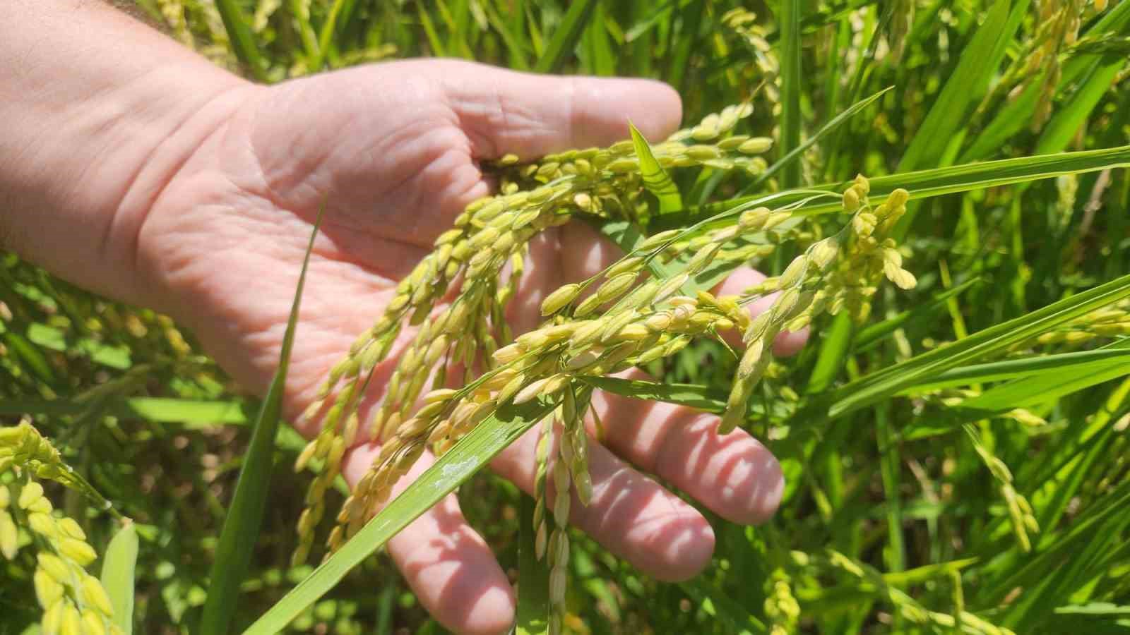 Çanakkale’de çeltikler 5 yıldır damla sulama yöntemiyle yetiştiriliyor
